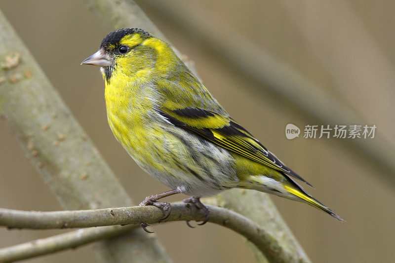 Siskin (Carduelis spinus)